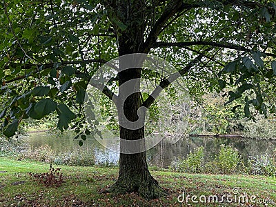 Beautiful pond, trees and other plants in park Stock Photo