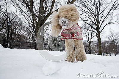 Beautiful poodle dog playing in the snow, central park new york Stock Photo