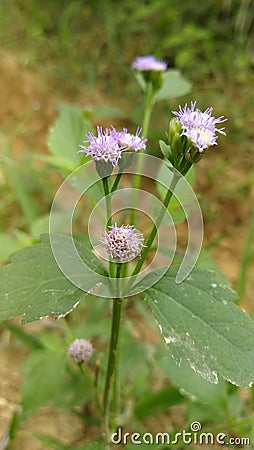 Beautiful pople rose natur green Stock Photo