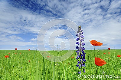 Beautiful poppies on green field Stock Photo