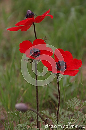 Beautiful poppies in spring Stock Photo