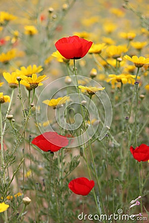 Beautiful poppies in spring in Israel Stock Photo