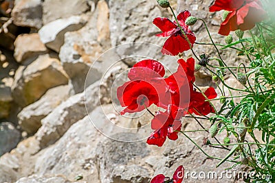 Beautiful poppy flower in park Stock Photo