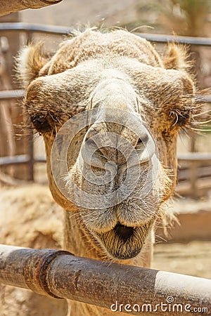 Portrait of an animal camel in close-up Stock Photo