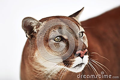 Beautiful Portrait of a Canadian Cougar. mountain lion, puma, panther, Winter scene in the woods. wildlife America Stock Photo