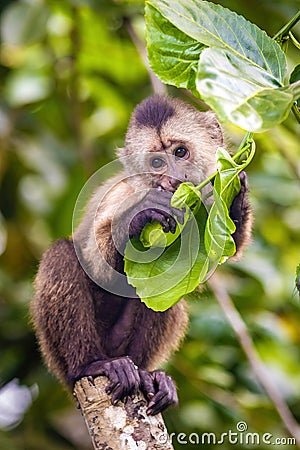 Beautiful portrait of capuchin wild monkey eating fruit Stock Photo