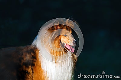 Beautiful portrait of a dog breed collie. Stock Photo