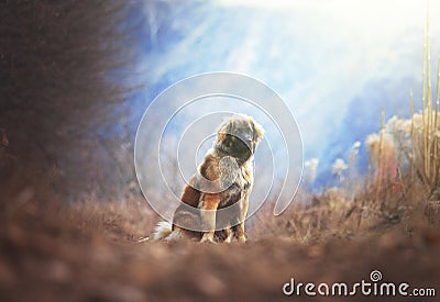 Beautiful portrait dog puppy leonberger in winter autumn nature with blue sky forest and sunrise Stock Photo