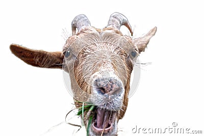 A beautiful portrait of a goat, curious approaches the goal to be immortalized, mountain, nature, goats. Stock Photo