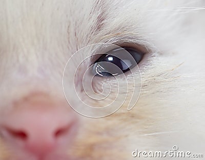 Beautiful portrait of a newborn white kitten Stock Photo