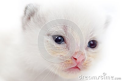 Beautiful portrait of a newborn white kitten Stock Photo