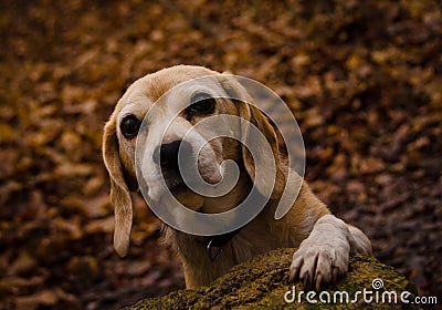 Beautiful portrait of an old beagle in the forest in the winter, looking very gentle Stock Photo