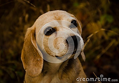 Beautiful portrait of an old beagle in the forest in the winter, looking very gentle Stock Photo