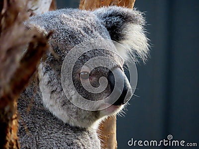 Beautiful portrait of a koala Stock Photo