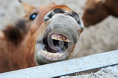 Beautiful portrait of the smiling horse Stock Photo