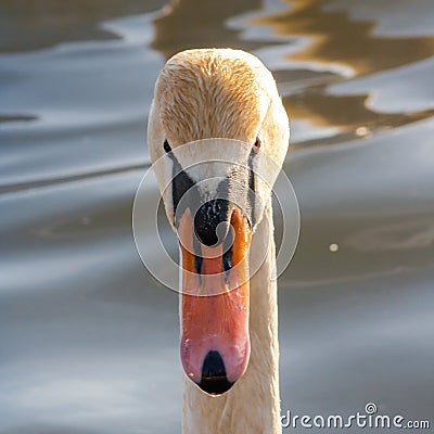 Beautiful portrait Swan Cygnus olor on water background. Stock Photo