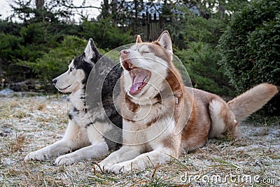 Beautiful portrait of two husky dogs. Red dog yawns. Adorable siberian husky dogs on frost green background Stock Photo