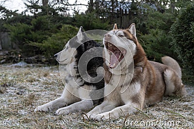 Beautiful portrait of two yawns husky dogs. Adorable siberian husky dogs on winter frost green background Stock Photo