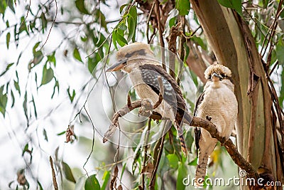 Wild Laughing Kookaburra Portrait, Kallista, Victoria, Australia, March 2019 Stock Photo