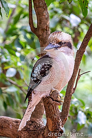 Wild Laughing Kookaburra Portrait, Kallista, Victoria, Australia, March 2019 Stock Photo