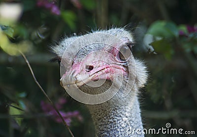 Beautiful portrait of young ostrich Stock Photo