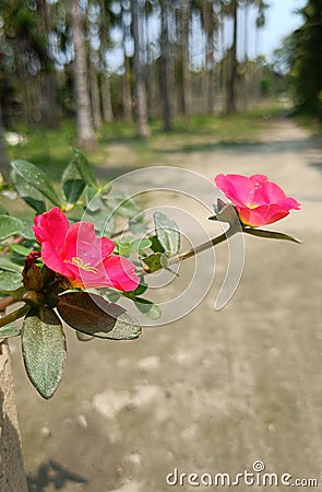 The beautiful Portulaca grandiflora red flower in Assam. Stock Photo