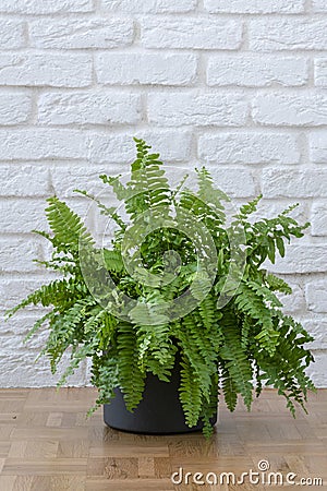 Beautiful potted Boston ferns or Green Lady houseplant on floor by brick wall in living room Stock Photo