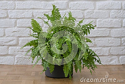 Beautiful potted Boston ferns or Green Lady houseplant on floor by brick wall in living room Stock Photo