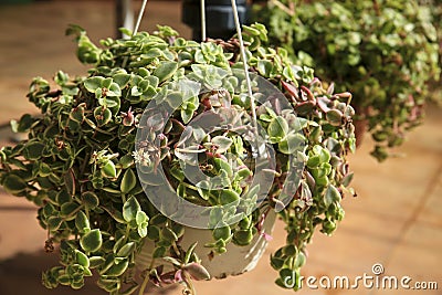 Potted Crassula Pellucida plants in the garden Stock Photo