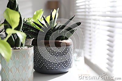 Beautiful potted houseplants on window sill indoors Stock Photo