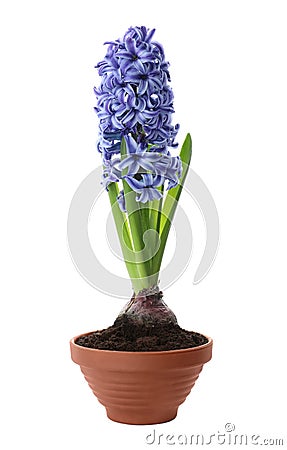 Beautiful potted hyacinth flower isolated on white Stock Photo