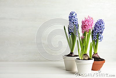 Beautiful potted hyacinth flowers on white wooden table. Space for text Stock Photo