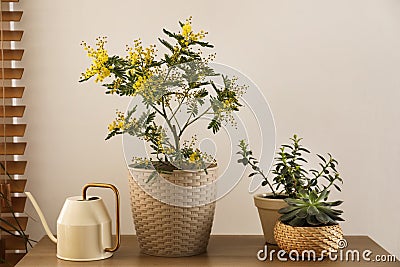 Beautiful potted mimosa with other houseplants and watering can in room Stock Photo