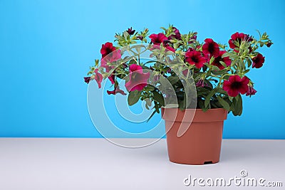 Beautiful potted petunia flower on white table against light blue background. Space for text Stock Photo