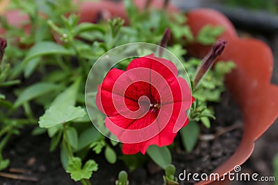 Beautiful potted petunia plant with red flower outdoors, closeup Stock Photo