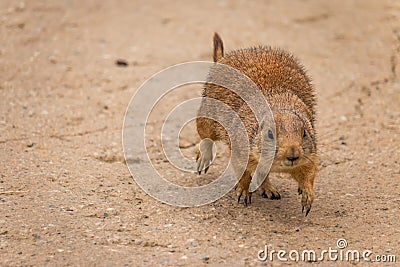 A beautiful prairie dog Cynomys ludovicianus Stock Photo