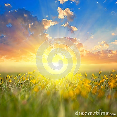 Beautiful prairie with wild yellow tulip at the sunset Stock Photo