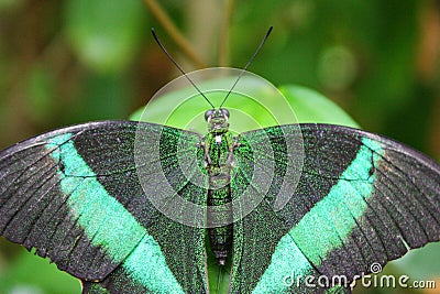 A Beautiful pretty colourful butterfly with wings spread Stock Photo