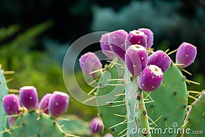 Beautiful prickly pear cactus with red fruits. Opuntia, ficus-indica or Indian fig opuntia in park Stock Photo