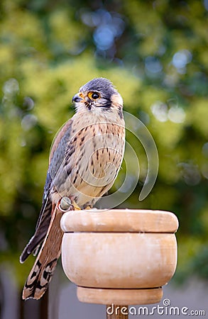 Beautiful profile of a kestrel Stock Photo