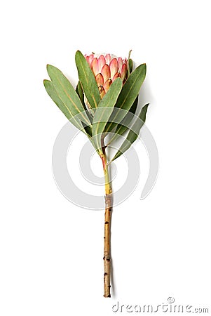 Beautiful protea flower on white background Tropical plant Stock Photo