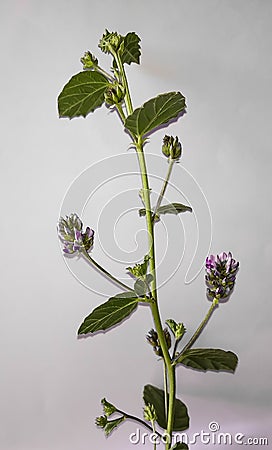 Beautiful Psoralea corylifolia,babchi plant and flower with white background. Stock Photo