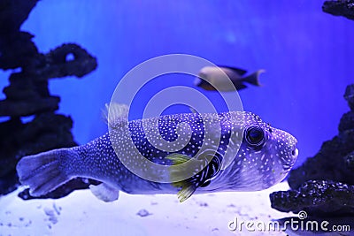 Beautiful pufferfish swimming in aquarium water Stock Photo