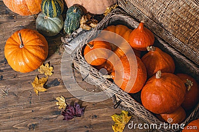 Beautiful pumpkins for Halloween are in a basket and chest in a wooden shed Stock Photo