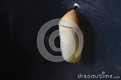 Pupa of Plain Tiger butterfly Stock Photo