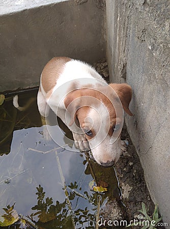 Beautiful puppies baby dog. Stock Photo