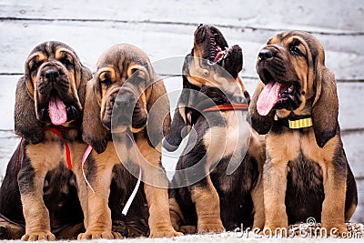 Beautiful puppies Bloodhound on a light background Stock Photo