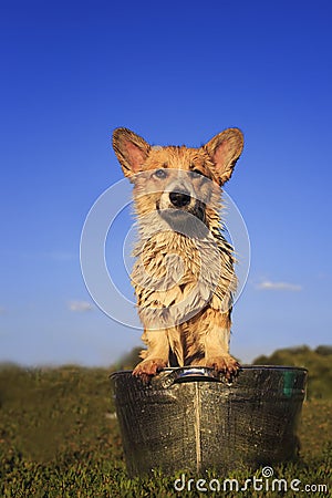 Beautiful puppy dog corgi washes and cools in a metal trough outside in the grass funny stretching out the face and big wet ears Stock Photo