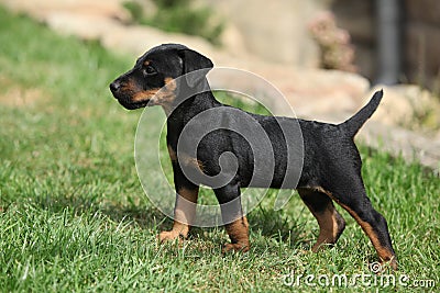 Beautiful puppy of German Hunting Terrier Stock Photo