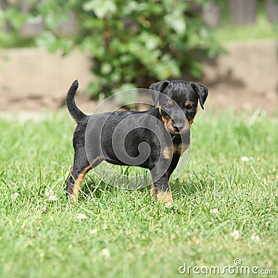 Beautiful puppy of German Hunting Terrier Stock Photo